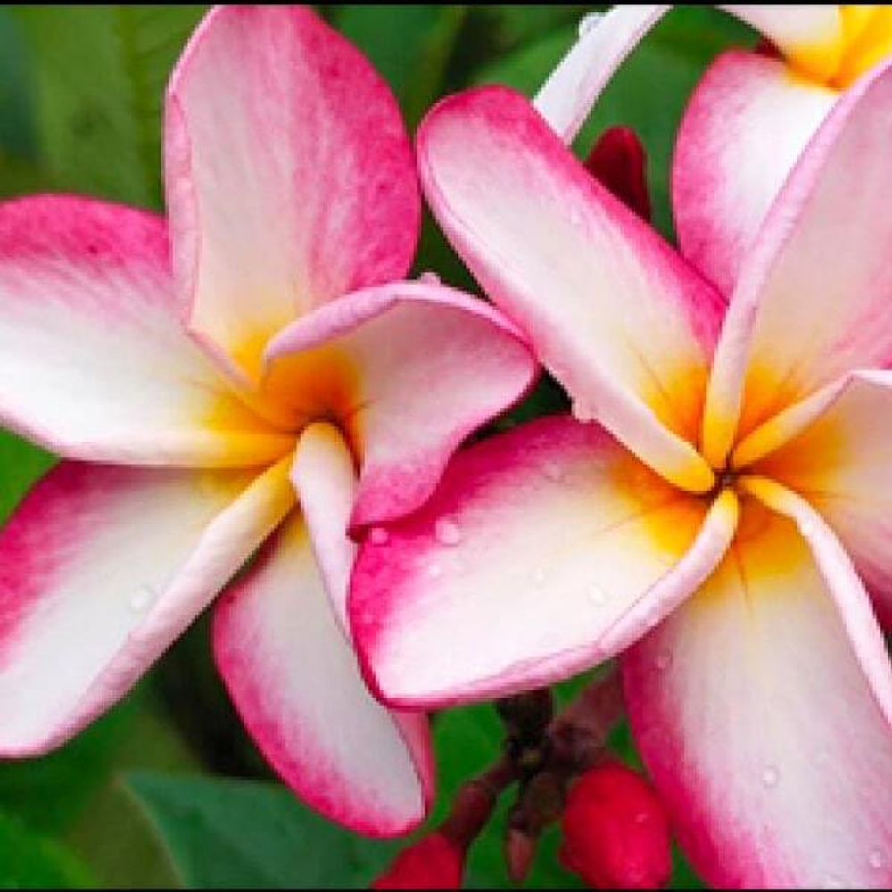 Плюмерия HAWAII PINK