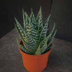 Хавортия (Haworthia)