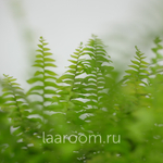 Нефролепсис Грин Леди 17/45