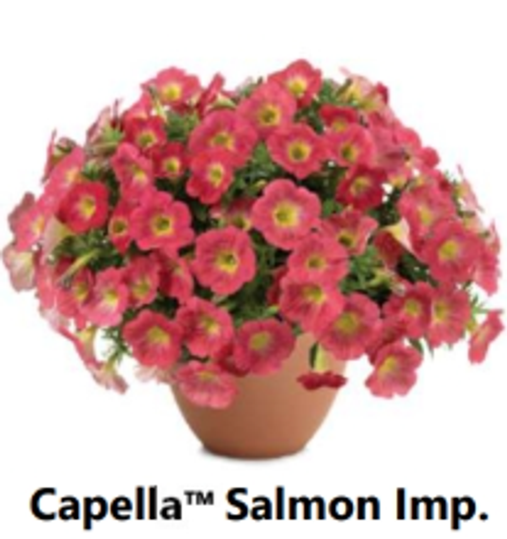 ЕВРО Петуния CAPELLA Salmon Imp. ЕВРО укорененный черенок ФЕВРАЛЬ поставка 16