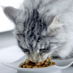 Курица с зелёной фасолью, 75г влажный корм для стерилизованных кошек Purina ONE
