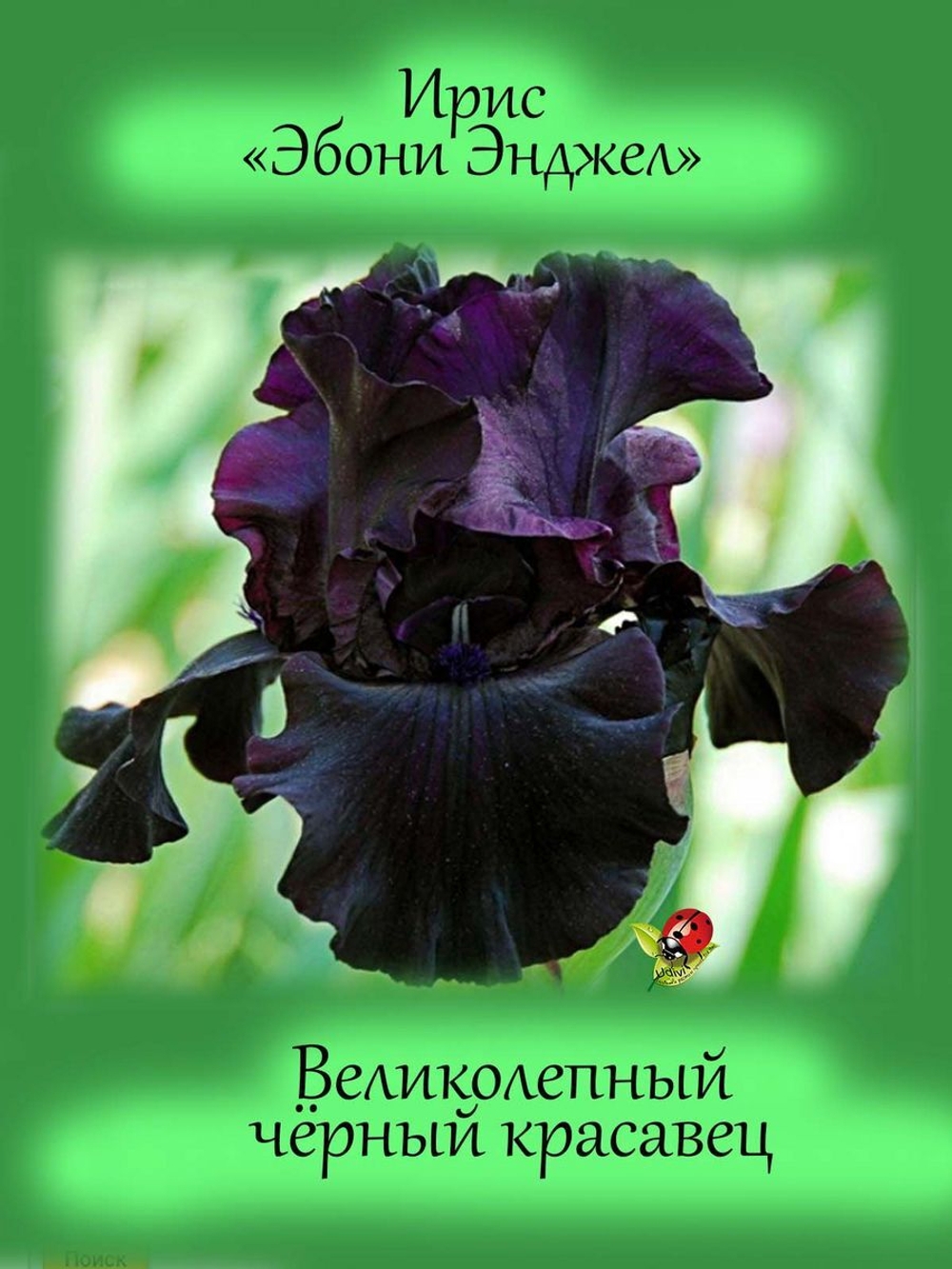 Ирис Эбони Энжел бородатый чёрный