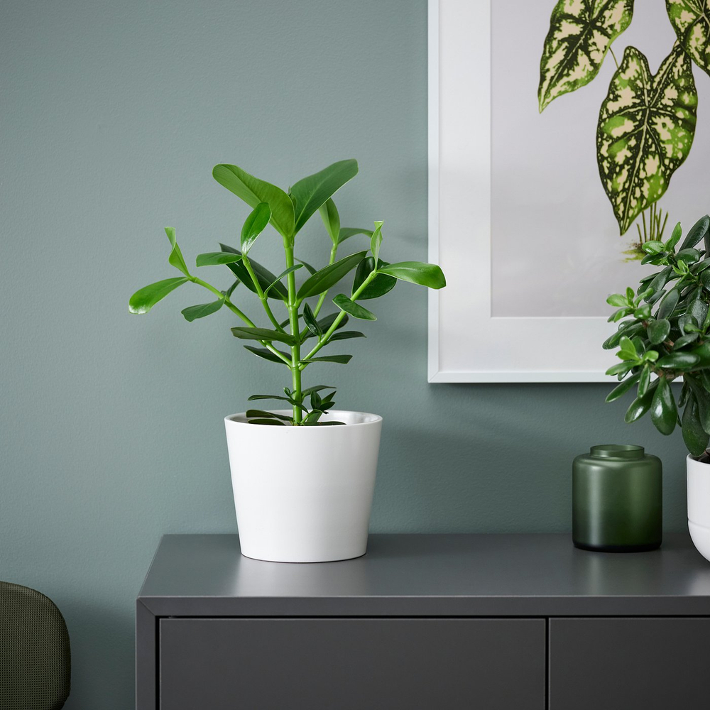 IKEA CLUSIA  (ИКЕА СЛУСИА)  -  Roślina doniczkowa - Kluzja różowa 12 cm