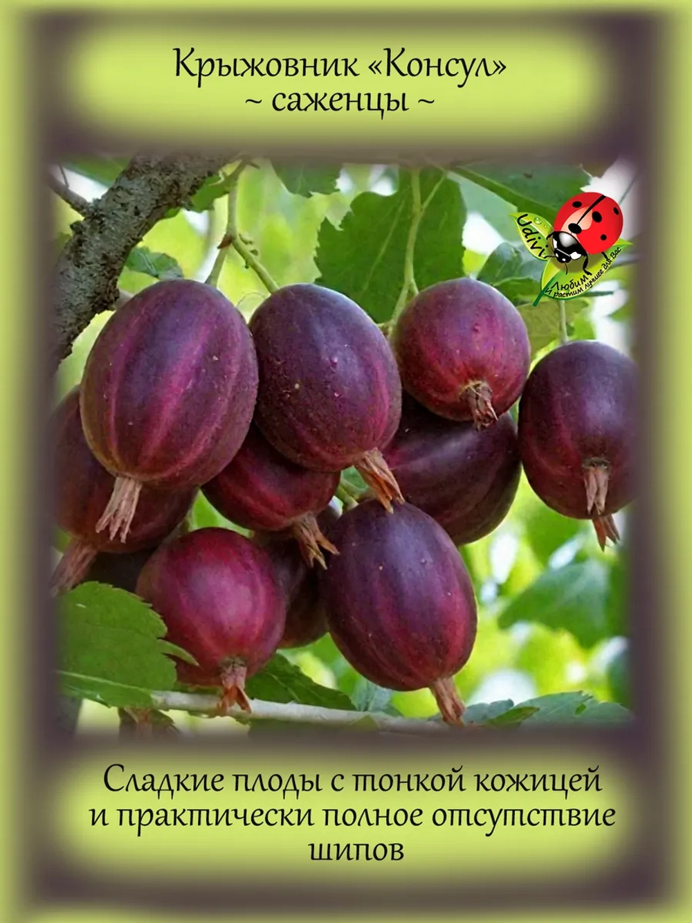 Крыжовник Консул бесшипный