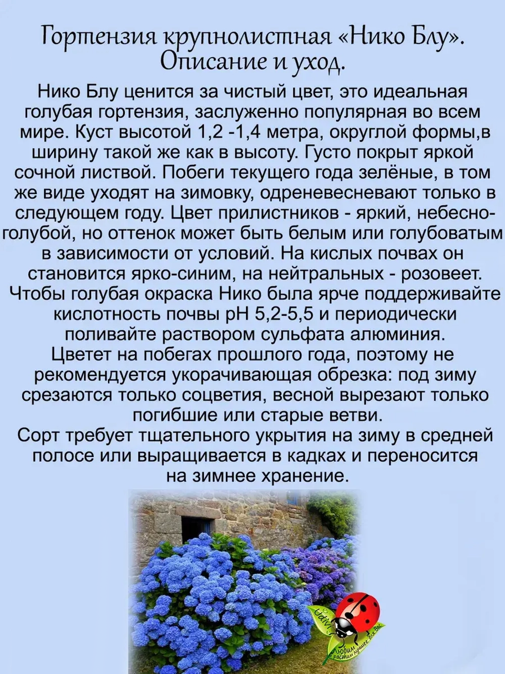 Гортензия Нико Блу голубая крупнолистная