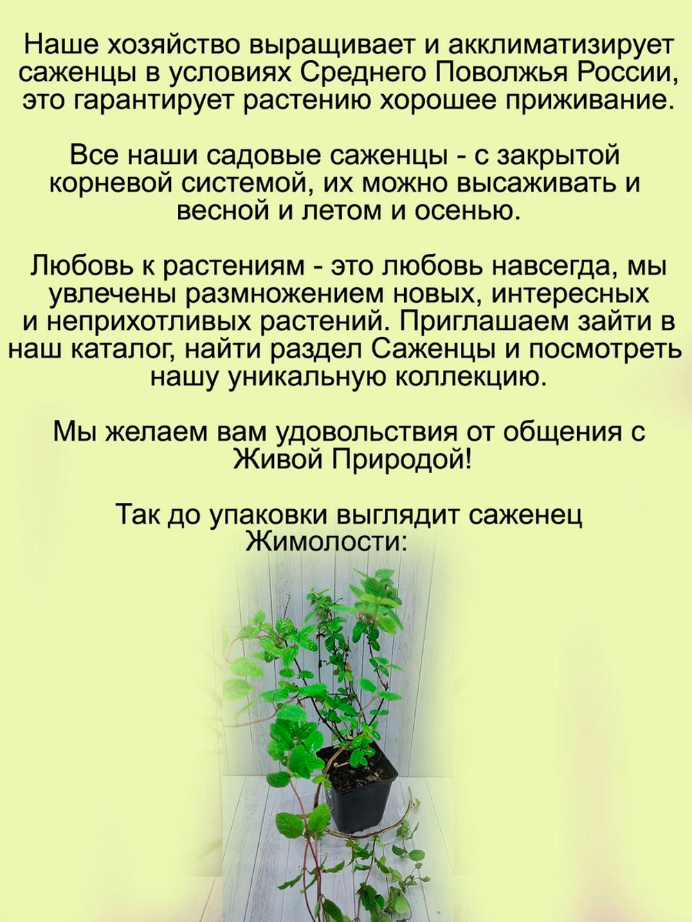Жимолость Ауреоретикулата пёстролистная декоративная