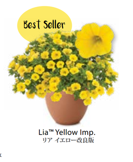 ЕВРО Калибрахоа LIA Yellow Imp. укоренный черенок середина ноября поставка 1