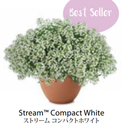 ЕВРО Лобулярия (Алиссум) Stream Compact White укорененный ЕВРО черенок НАЧАЛО ЯНВАРЯ поставка 5