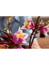 Конструктор Botanicals 11510 Ветви магнолии