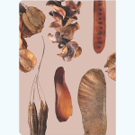 Блокнот "Parts of plants" А5 96 листов книжный переплет, сшивка