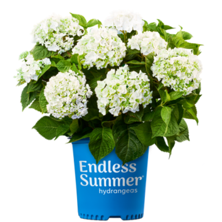 Эндлесс Саммэр Брайд (Endless Summer The Bride) С2 Европа весна 2027 г.