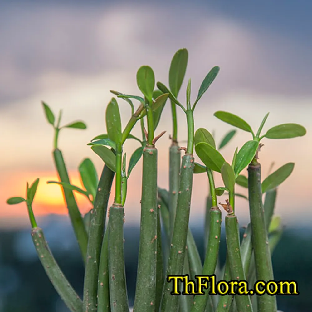 Мангр Красный (Red Mangrove) с корнями и листьями 30+ см