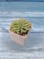 Graptoveria Silver Star (Граптоверия)