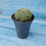 Astrophytum Asterias (Астрофитум)