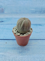 Euphoria Obesa (Эуфорбия)