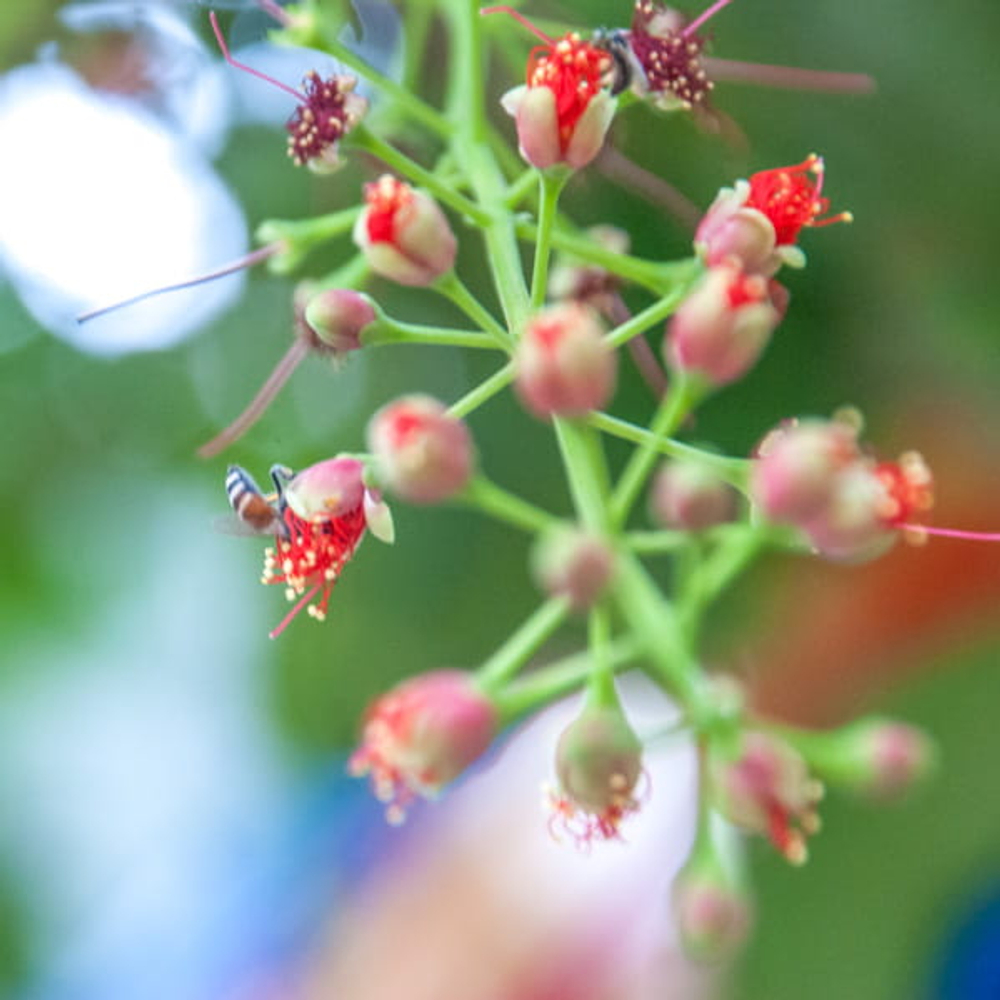 Баррингтония остроконечная – Barringtonia acutangula (6)