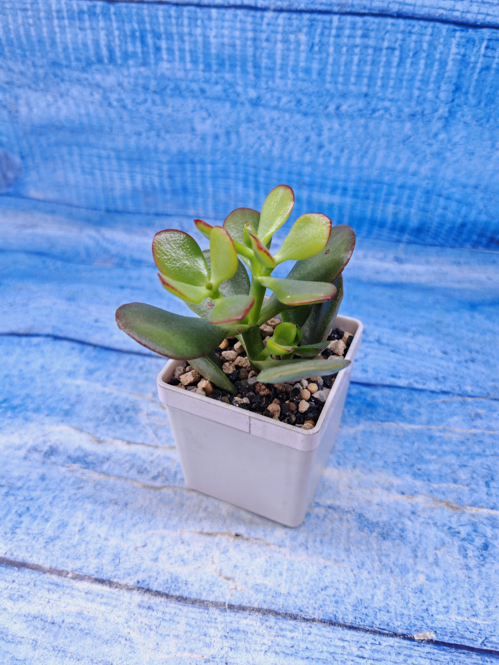 Crassula Ovata Minor (Крассула)