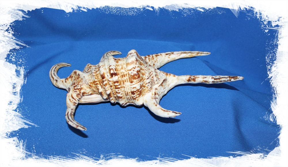 Lambis chiragra