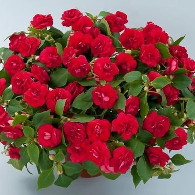 3803 Бальзамин Уоллера MUSICA ELEGANT RED (ОСЕНЬ 2025)