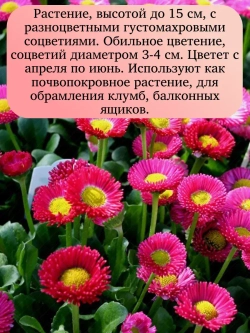 Семена Маргаритка Смесь окрасок 0,5 грамм
