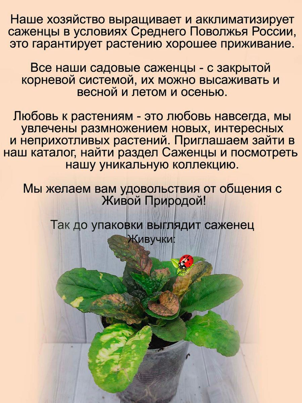 Живучка Рейнбоу Радуга Аюга мультиколор