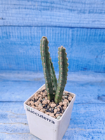 Euphorbia Debilispina (Эуфорбия)