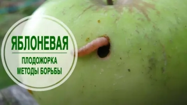 Яблоки червивые? Борьба с плодожоркой: как спасти урожай