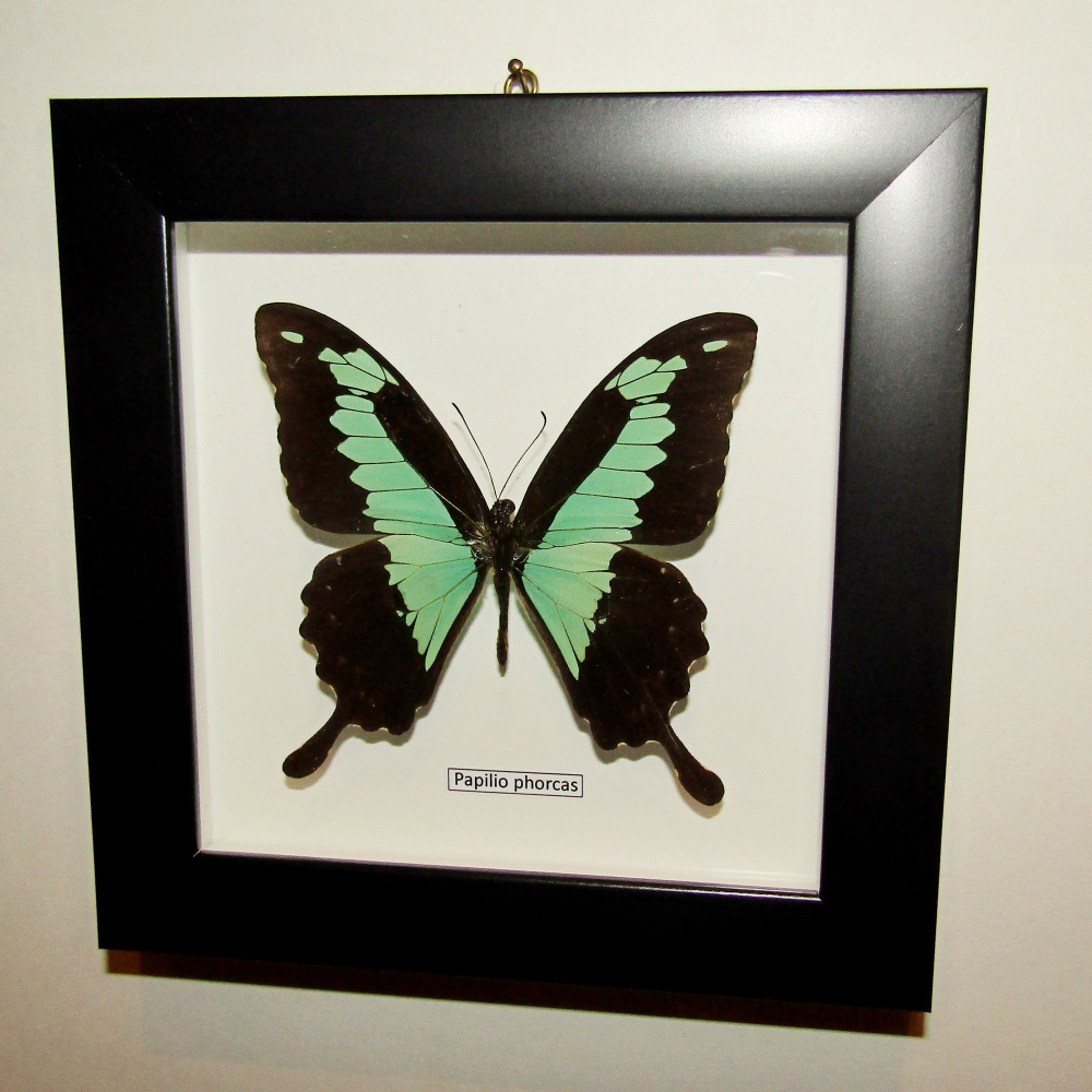 Бабочка Papilio phorcas самец в рамке