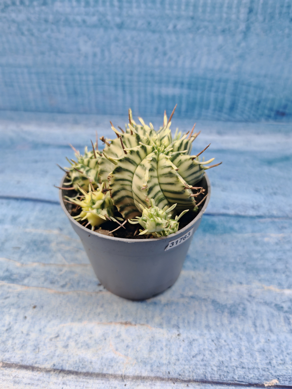 Euphorbia meloformis f. Variegated (Эуфорбия вариегатная)