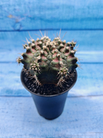 Gymnocalycium T-Rex Pink hybride (Гимнокалициум T-rex)