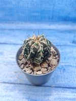 Astrophytum Myriostigma Fukuryu (Астрофитум)