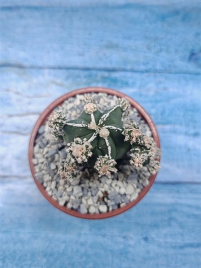 Astrophytum Myriostigma "Hakujo Fukuryu" (Астрофитум)