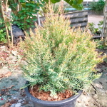 Можжевельник ароматный – Juniperus Sp. Som Hom