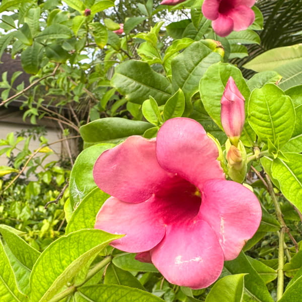 Алламанда сиреневая – Allamanda purple (4)