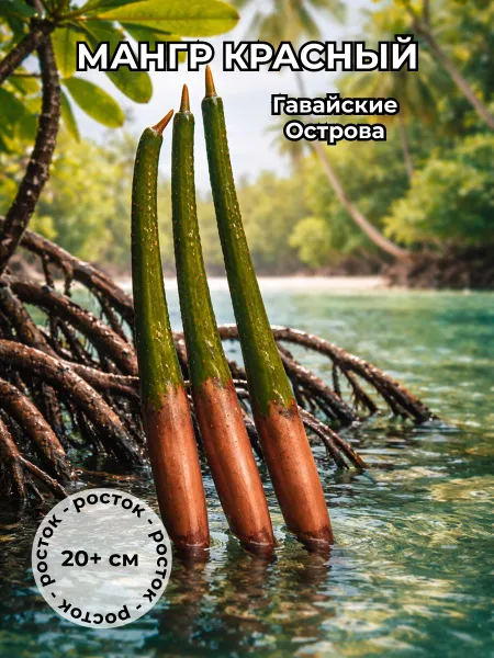 Мангры, Красный мангр Гавайские острова 20+ см 1штука