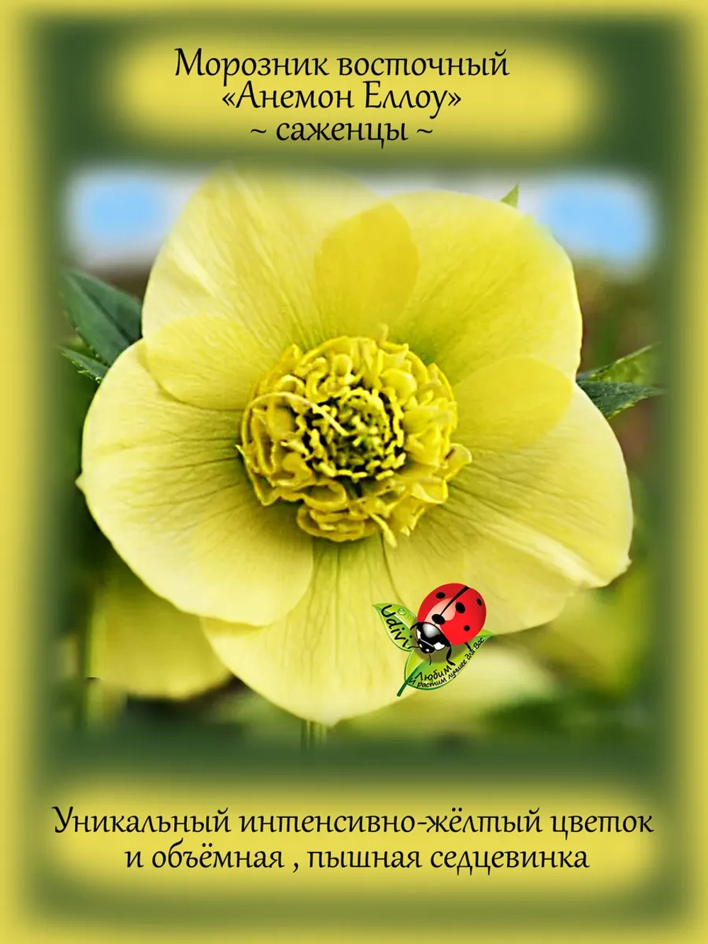 Морозник Анемон Еллоу восточный желтый