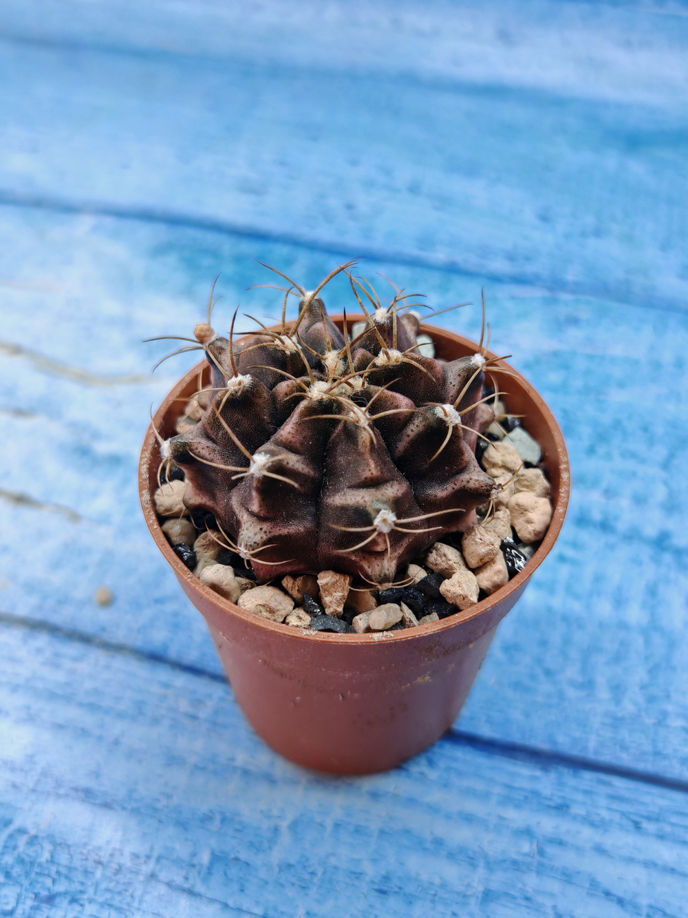 Gymnocalycium Friedrichii (Гимнокалициум)