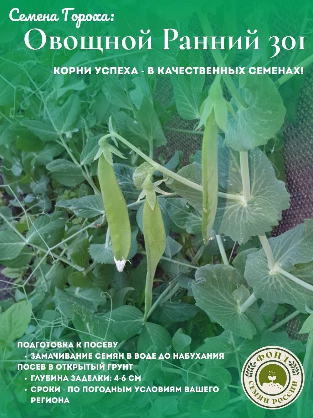 Горох Овощной, Все фиолетово, семена, 10 гр.