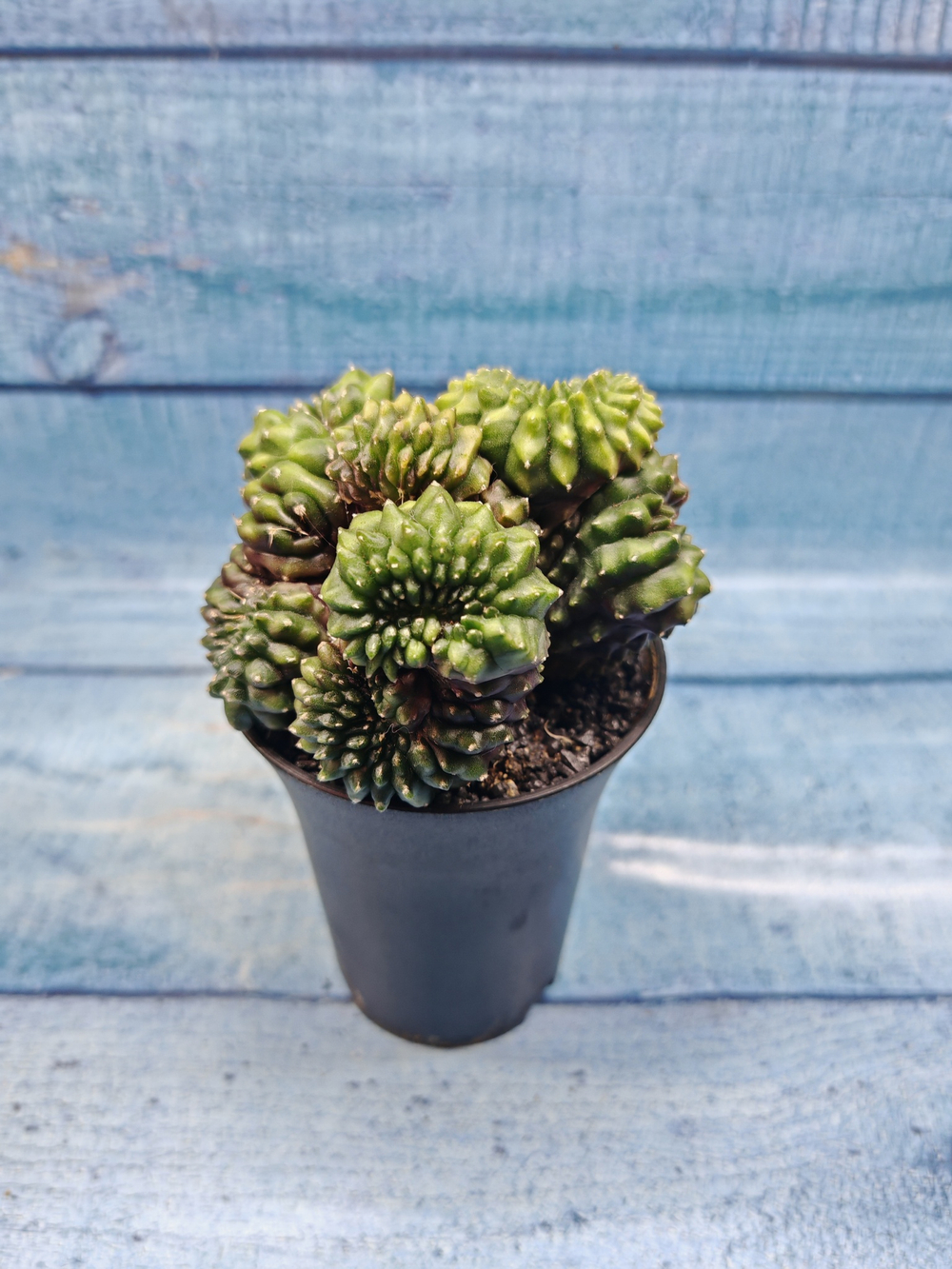 Gymnocalycium Spineless Crested form (Гимнокалициум Кристатный)