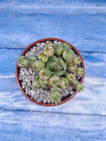 Euphorbia Pseudoglobosa variagate (Эуфорбия)