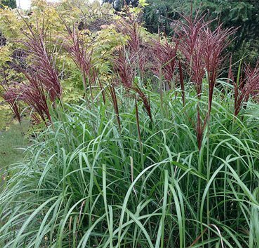 Мискантус китайский "Rotsilber". Miscanthus sinensis "Rotsilber".