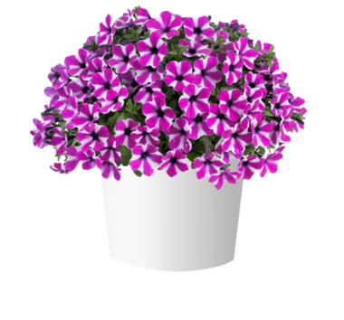 32470 Петуния CAPELLA MAGENTA DIAMOND - горшок 0,5л(P9)