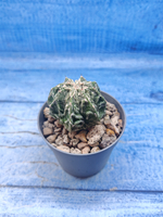 Astrophytum Myriostigma Fukuryu (Астрофитум)
