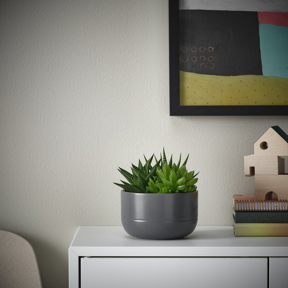 IKEA SUCCULENT  (ИКЕА СУССУЛЕНТ)  -  Растение в горшке - суккулент разные цвета 14 см