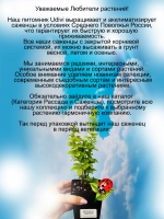 Барбарис Тунберга Мария золотой