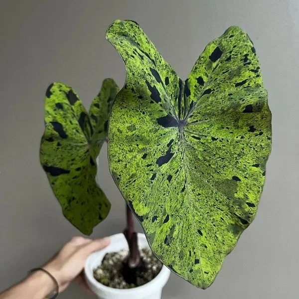 Колоказия Мохито (Colocasia Mojito) семена 5 штук