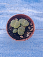Lithops sp. (Литопсы)