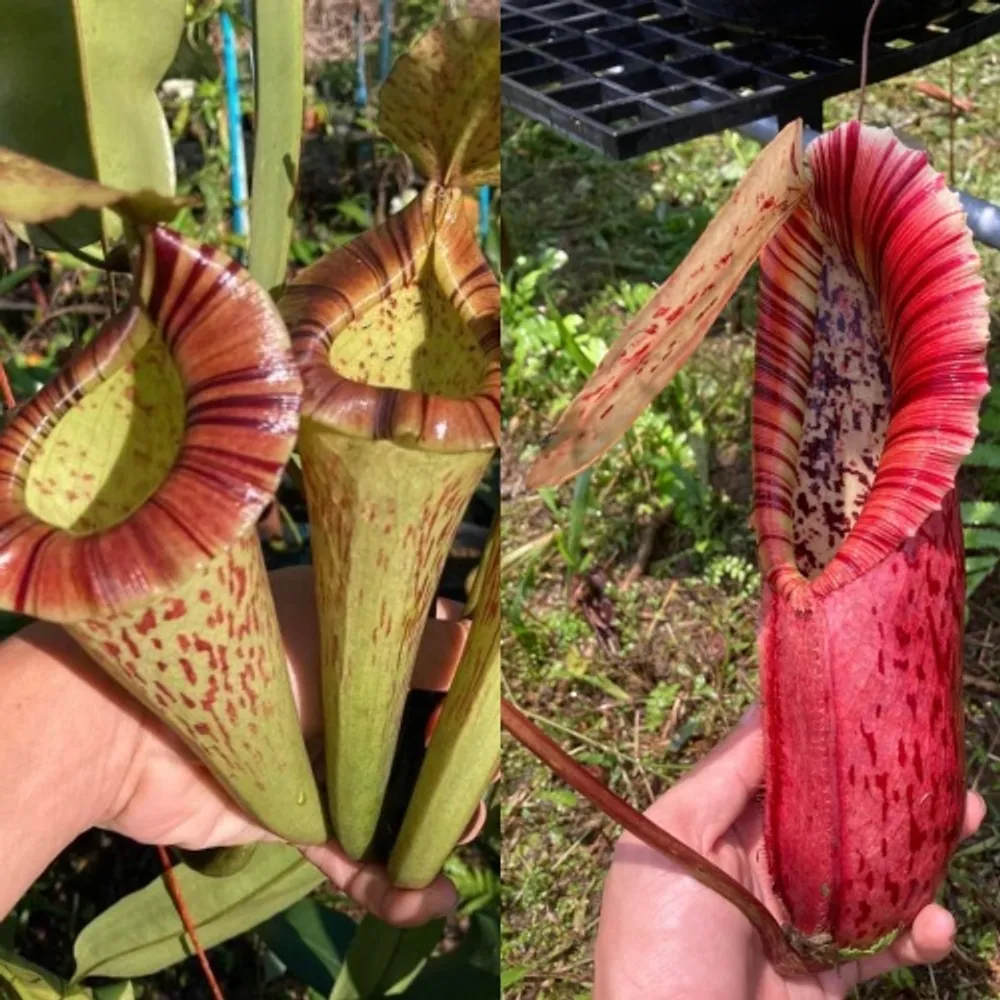 Непентес Nepenthes (Boschiana x platychila ) x Northiana семена 3 шт