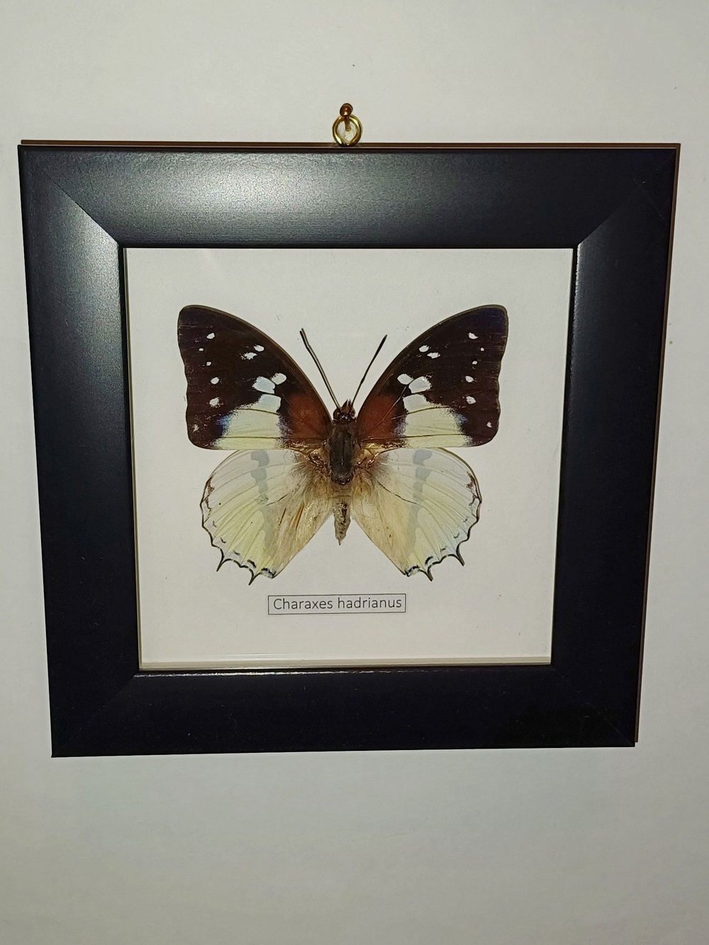 Бабочка Charaxes hardianus в рамке