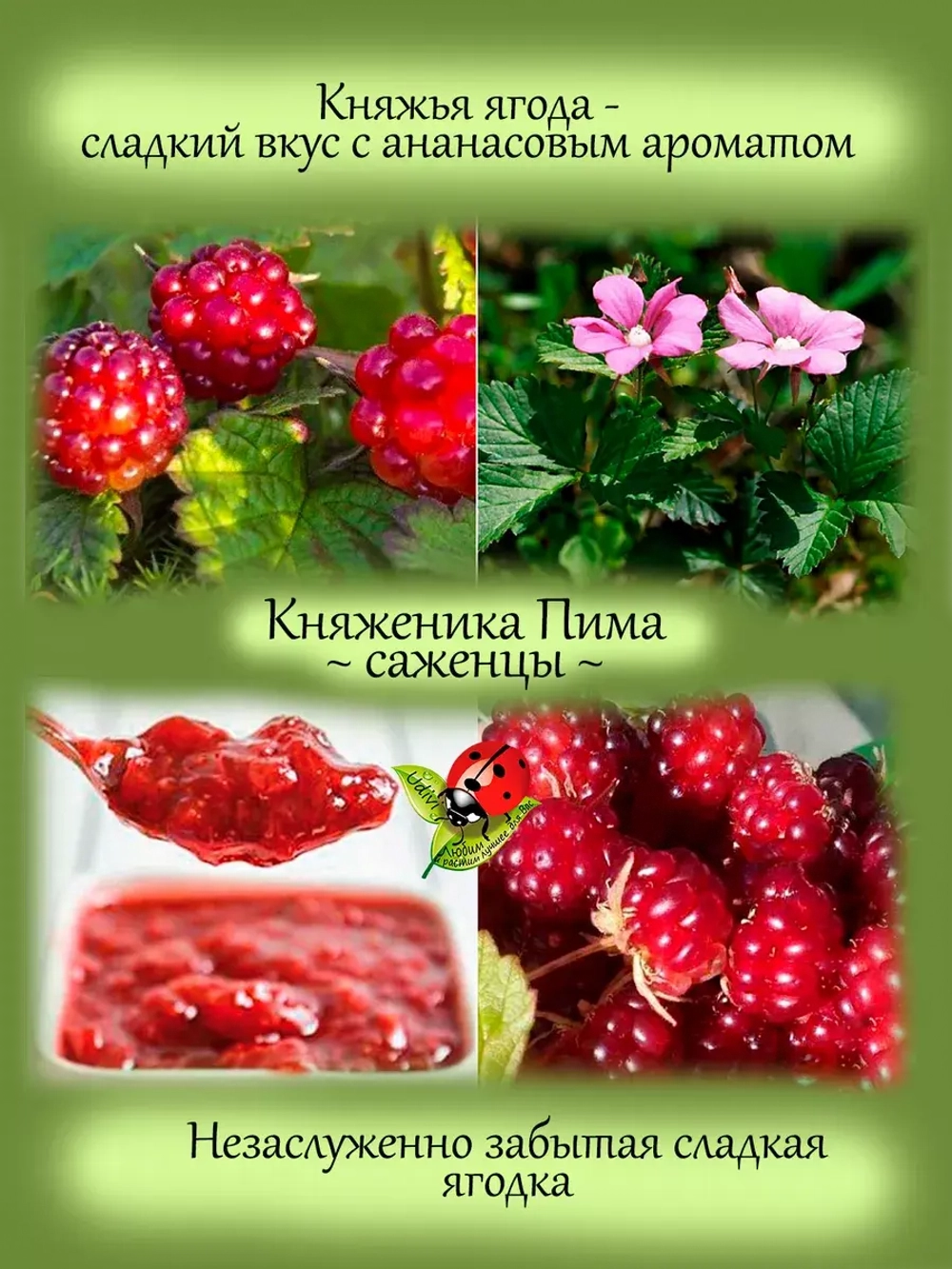 Княженика Пима полярная арктическая малина